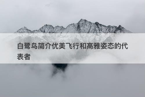 白鹭鸟简介优美飞行和高雅姿态的代表者