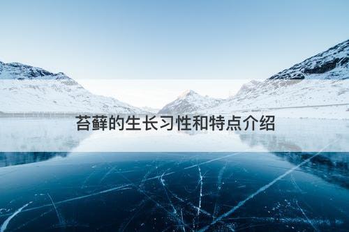 苔藓的生长习性和特点介绍