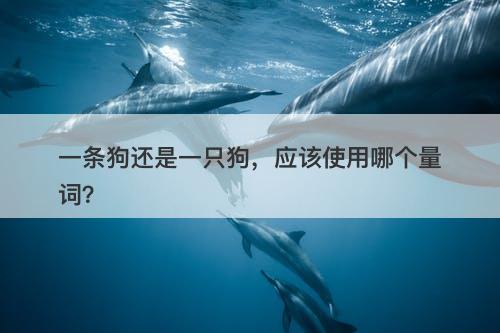 一条狗还是一只狗，应该使用哪个量词？