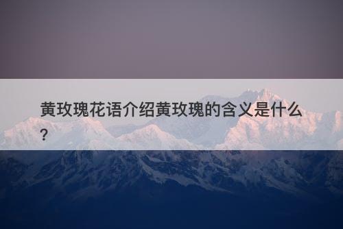 黄玫瑰花语介绍黄玫瑰的含义是什么？