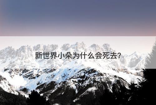 新世界小朵为什么会死去？