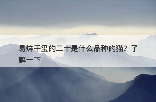 易烊千玺的二十是什么品种的猫？了解一下