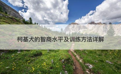 柯基犬的智商水平及训练方法详解