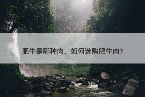 肥牛是哪种肉，如何选购肥牛肉？