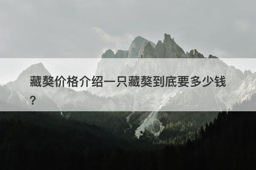 藏獒价格介绍一只藏獒到底要多少钱？