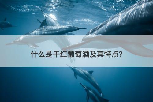 什么是干红葡萄酒及其特点？