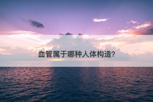 血管属于哪种人体构造？
