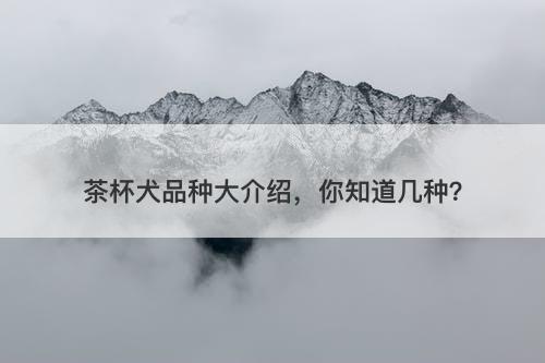 茶杯犬品种大介绍，你知道几种？
