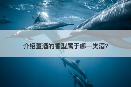 介绍董酒的香型属于哪一类酒？