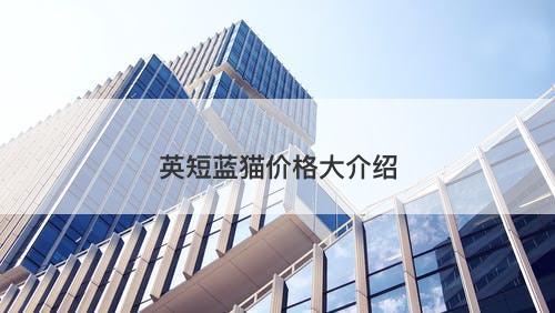 英短蓝猫价格大介绍-图1