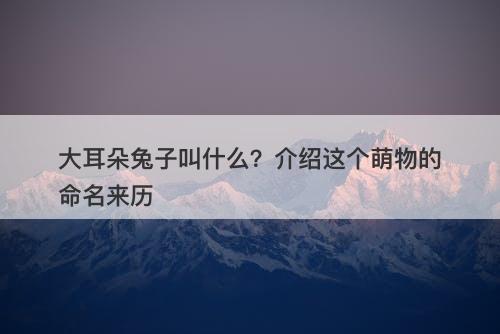 大耳朵兔子叫什么？介绍这个萌物的命名来历