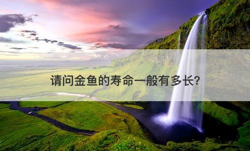 请问金鱼的寿命一般有多长？