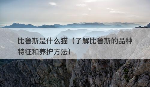 比鲁斯是什么猫（了解比鲁斯的品种特征和养护方法）