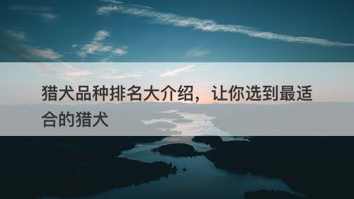 猎犬品种排名大介绍，让你选到最适合的猎犬